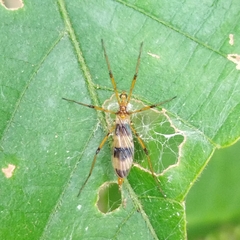 Tipuloidea