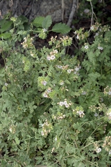 Phacelia ramosissima