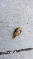 Polyphylla decemlineata