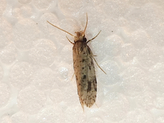 Amydria effrenatella