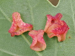 Neuroterus albipes