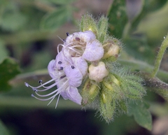 Phacelia ramosissima