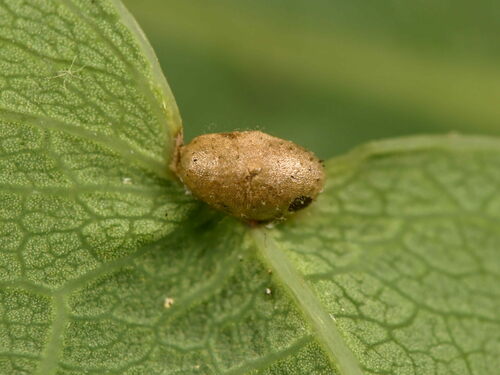 Smooth Spangle Gall Wasp