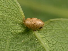 Neuroterus albipes