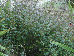 Cotoneaster glaucophyllus