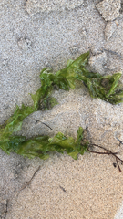 Ulva lactuca