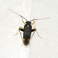 Microtechnites bractatus