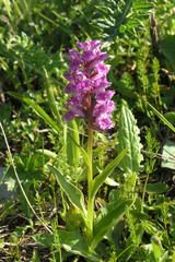 Dactylorhiza urvilleana