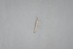 Homoeosoma electella