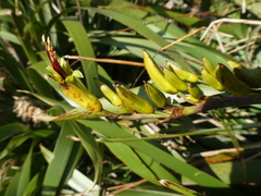 Phormium cookianum hookeri