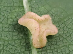 Neuroterus albipes