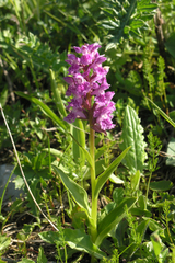 Dactylorhiza urvilleana