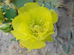 Opuntia engelmannii