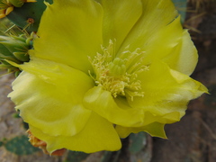 Opuntia engelmannii