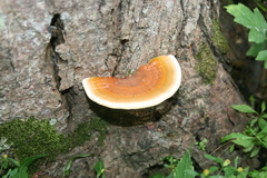 Ganoderma