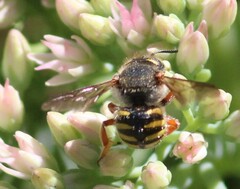 Anthidium oblongatum