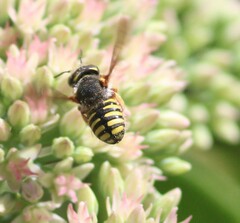 Anthidium oblongatum