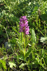 Dactylorhiza urvilleana