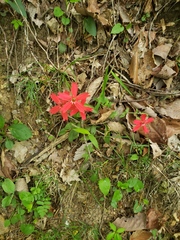 Silene virginica