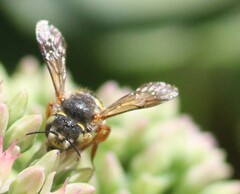 Anthidium oblongatum