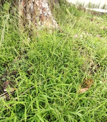 Digitaria ciliaris