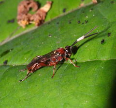 Ichneumonina