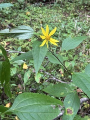 Helianthus decapetalus