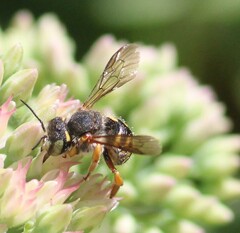 Anthidium oblongatum