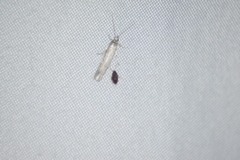 Homoeosoma electella