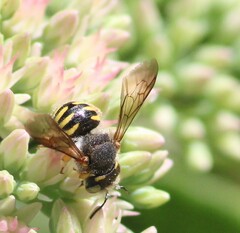 Anthidium oblongatum