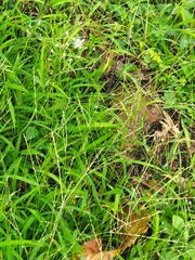 Digitaria ciliaris
