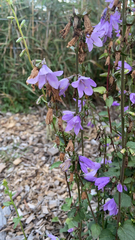 Campanula rapunculoides