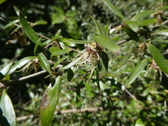Coprosma