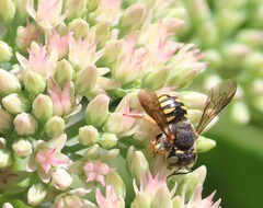 Anthidium oblongatum