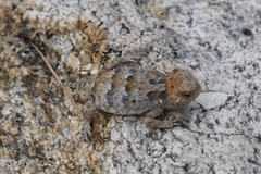 Phrynosoma hernandesi