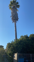 Washingtonia robusta