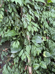 Pothos chinensis