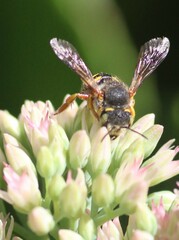 Anthidium oblongatum