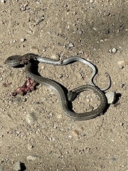 Thamnophis elegans