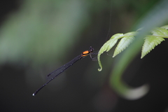 Prodasineura croconota