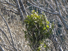 Ileostylus micranthus