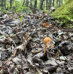 Entoloma quadratum