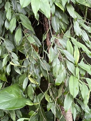Pothos chinensis