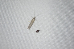 Homoeosoma electella
