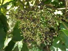 Pseudopanax arboreus