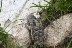 Phrynosoma hernandesi