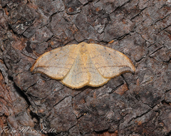 Drepana arcuata