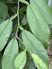 Pothos chinensis