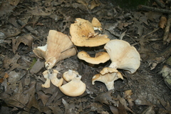 Lactarius psammicola