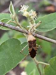 Hypselonotus punctiventris